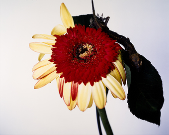 Flowers and Jamorinsky by Nobuyoshi Araki – OstLicht