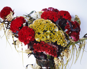Flowers and Jamorinsky, Tokyo, 2005 – print by Nobuyoshi Araki – OstLicht